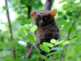 Pariwisata Indonesia