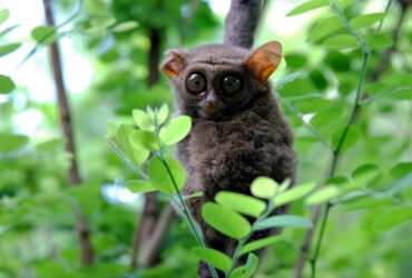 Pariwisata Indonesia