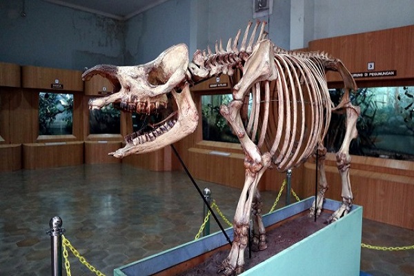 Wisata Di Museum Zoologi Pariwisata Indonesia