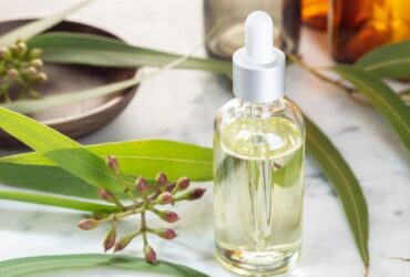 Pariwisata Indonesia, Berita Pariwisata Indonesia, pohon kayu putih, bunga dari tanaman kayu putih, Website Pariwisata Indonesia, Media Pariwisata Indonesia, Wisata Budaya, Rumah Baileo, Rumah Adat Maluku, Rumah Adat Nusantara, Pariwisata Maluku, situs pariwisata indonesia official, pariwisata indonesia official, media pvk, umi kalsum founder pvk, wisata budaya, Tari Saureka, Media PVK Grup, Minyak Kayu Putih, Minyak Kayu Putih asal Maluku, minyak kayu putih asal Pulau Buru, Warisan Budaya Tak Benda dari Provinsi Maluku, Welcome Indonesia