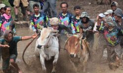 Pacu Jawi, Pariwisata Indonesia