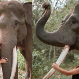 umi kalsum founder dan ceo media pvk group,GAJAH MATI MENINGGALKAN GADING HARIMAU MATI MENINGGALKAN BELANG MANUSIA MATI MENINGGALKAN NAMA,INDONESIA OFFICIAL TOURISM WEBSITE,INDONESIA'S OFFICIAL TOURISM WEBSITE,INDONESIAN TOURISM WEBSITE,IQBAL HIMAWAN,MEDIA PVK GROUP,MEDIA PVK GROUP DENGAN 10 SITUS PARIWISATA DAN E MAGAZINE,MEDIA RESMI PARIWISATA INDONESIA,PARIWISATA DI PROVINSI LAMPUNG,PARIWISATA INDONESIA,SUNARTO,TAMAN NASIONAL WAY KAMBAS,WEBSITE RESMI PARIWISATA INDONESIA,WISATA KE TN WAY KAMBAS,WISNU WARDANA