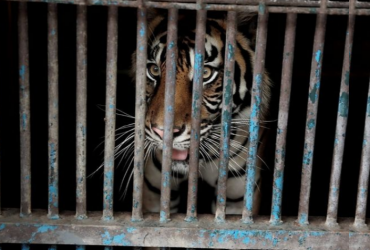 Umi Kalsum Founder dan CEO MEdia PVK Group,GUBERNUR DKI JAKARTA ANIES BASWEDAN,KEPALA DINAS PERTAMANAN DAN HUTAN KOTA DKI JAKARTA SUZI MARSITAWATI,MEDIA PVK GROUP,MEDIA PVK GROUP DENGAN 10 SITUS PARIWISATA DAN E MAGAZINE,MEDIA RESMI PARIWISATA INDONESIA,PARIWISATA INDONESIA,PEMBERLAKUAN PEMBATASAN KEGIATAN MASYARAKAT ATAU PPKM DARURAT,SEMPAT DINYATAKAN COVID-19 SEKARANG 2 HARIMAU SUMATERA DI RAGUNAN TELAH DINYATAKAN SEHAT