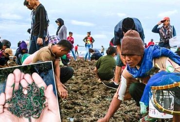 Pariwisata Indonesia