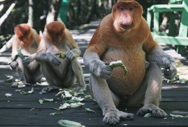 Pariwisata Indonesia, Bekantan, TWA Pulau Bakut