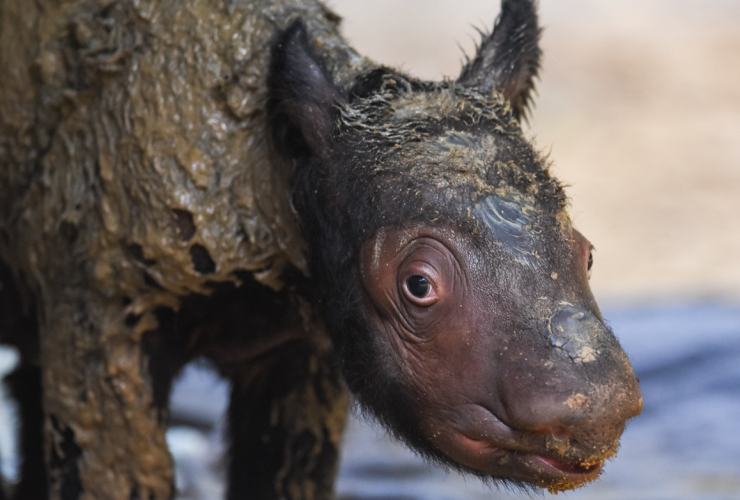 Pariwisata Indonesia, Pariwisata Indonesia-Badak Sumatera di Way Kambas bernama Rosa melahirkan bayi betina