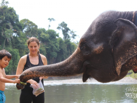 Pariwisata Indonesia, Tangkahan, Yuk wisata alam ke Tangkahan yang berada di kawasan Taman Nasional Gunung Leuser Sumatera Utara, Taman Nasional Gunung Leuser Sumatera Utara, Tangkahan adalah salah satu obyek ekowisata yang ada di kawasan Taman Nasional Gunung Leuser Sumatera Utara, TANGKAHAN merupakan The Hidden Paradise bagi Pecinta Alam, Pariwisata di Sumatera Utara, Pariwisata di Medan, Media PVK Grup, Pariwisata Indonesia 2022