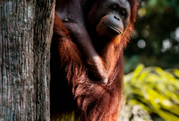 Pariwisata Indonesia, Taman Nasional Tanjung Puting, Konservasi Orang Utan Terbesar di Dunia ada di Kalimantan