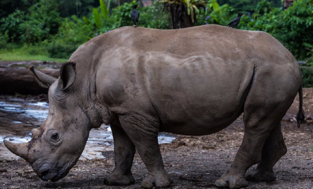 Pariwisata Indonesia, Media Online Pariwisata Indonesia, Situs Pariwisata Indonesia, Panduan Berwisata di Indonesia, Guide Pariwisata Indonesia, Pariwisata Indonesia 2022, Pariwisata Indonesia Official, Media PVK Group, PT Prima Visi Kreasindo,Umi Kalsum Founder dan CEO Media PVK Group, Objek Wisata Pantai di Banten, Taman Nasional Ujung Kulon, Jelajah Taman Nasional Ujung Kulon, Di mana lokasi Taman Nasional Ujung Kulon, Taman Nasional Ujung Kulon ditetapkan oleh UNESCO sebagai salah satu Word Heritage Site, Objek Wisata apa saja yang bisa ditemukan di Taman Nasional Ujung Kulon, Menjelajah Sungai Cigenter Pesona Pulau Peucang, Luas Taman Nasional Ujung Kulon, Pariwisata di Banten, Berita Pariwisata Indonesia, Artikel Pariwisata Indonesia, Anita Basudewi Simamora, Pariwisata Indonesia Official, Cari Berita Pantai Indah di Banten, Deretan Pantai Populer di Banten, Jejak Hindu Budha di Taman Nasional Ujung Kulon, awisata sejarah di Pulau Panaitan, Arca Ganesha di Taman Nasional Ujung Kulon, Taman Nasional Ujung Kulon tawarkan pesonanya tidak hanya Suaka Badak Jawa, Pohon Kiara di Taman Nasional Ujung Kulon