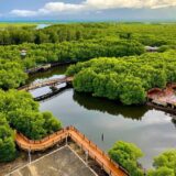Saatnya Wisata ke Hutan Mangrove & Wajib Masuk Bucket List!