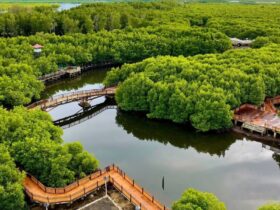 Saatnya Wisata ke Hutan Mangrove & Wajib Masuk Bucket List!