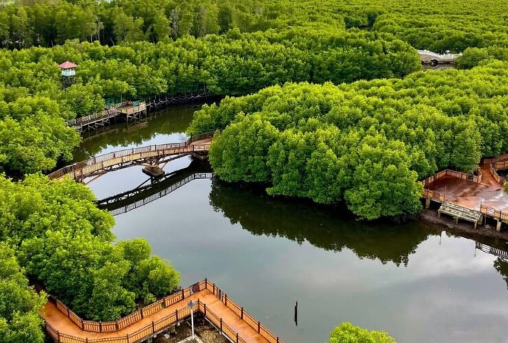 Saatnya Wisata ke Hutan Mangrove & Wajib Masuk Bucket List!