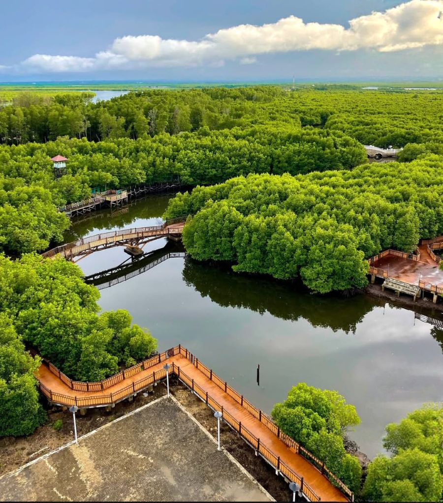 Saatnya Wisata ke Hutan Mangrove & Wajib Masuk Bucket List!