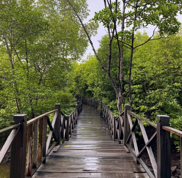Saatnya Wisata ke Hutan Mangrove & Wajib Masuk Bucket List!