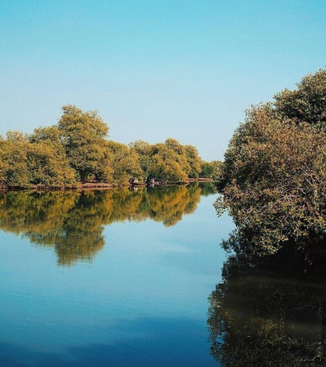 Saatnya Wisata ke Hutan Mangrove & Wajib Masuk Bucket List!