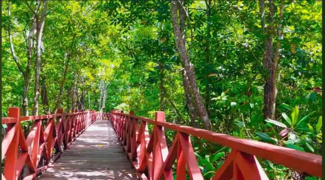 Saatnya Wisata ke Hutan Mangrove & Wajib Masuk Bucket List!