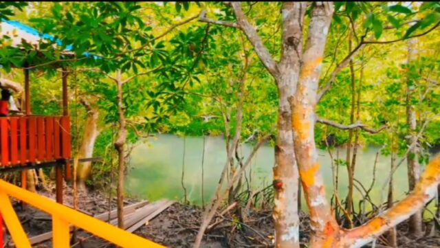 Saatnya Wisata ke Hutan Mangrove & Wajib Masuk Bucket List!