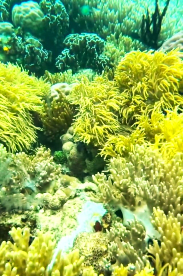 Liburan Menakjubkan di Pulau Osi, Surga Tersembunyi di Seram Bagian Barat