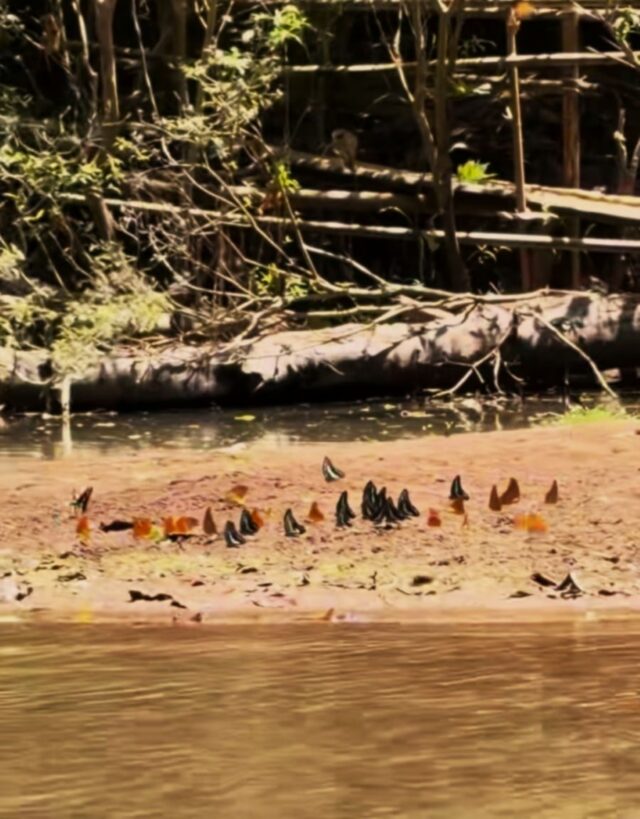 Taman Nasional Bantimurung, Pesona Alam Karst dan Kerajaan Kupu-Kupu di Sulawesi Selatan