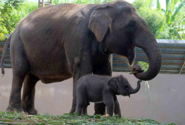 Parwisata Indonesia, Potret Lanang Anak Gajah Pasangan Terry-Budi Lahir di Bali Zoo, 3 Potret Lanang Anak Gajah Pasangan Terry-Budi di Bali Zoo, Ini Potret Lanang Anak Gajah Pasangan Terry-Budi yang Lahir di Bali Zoo Gianyar
